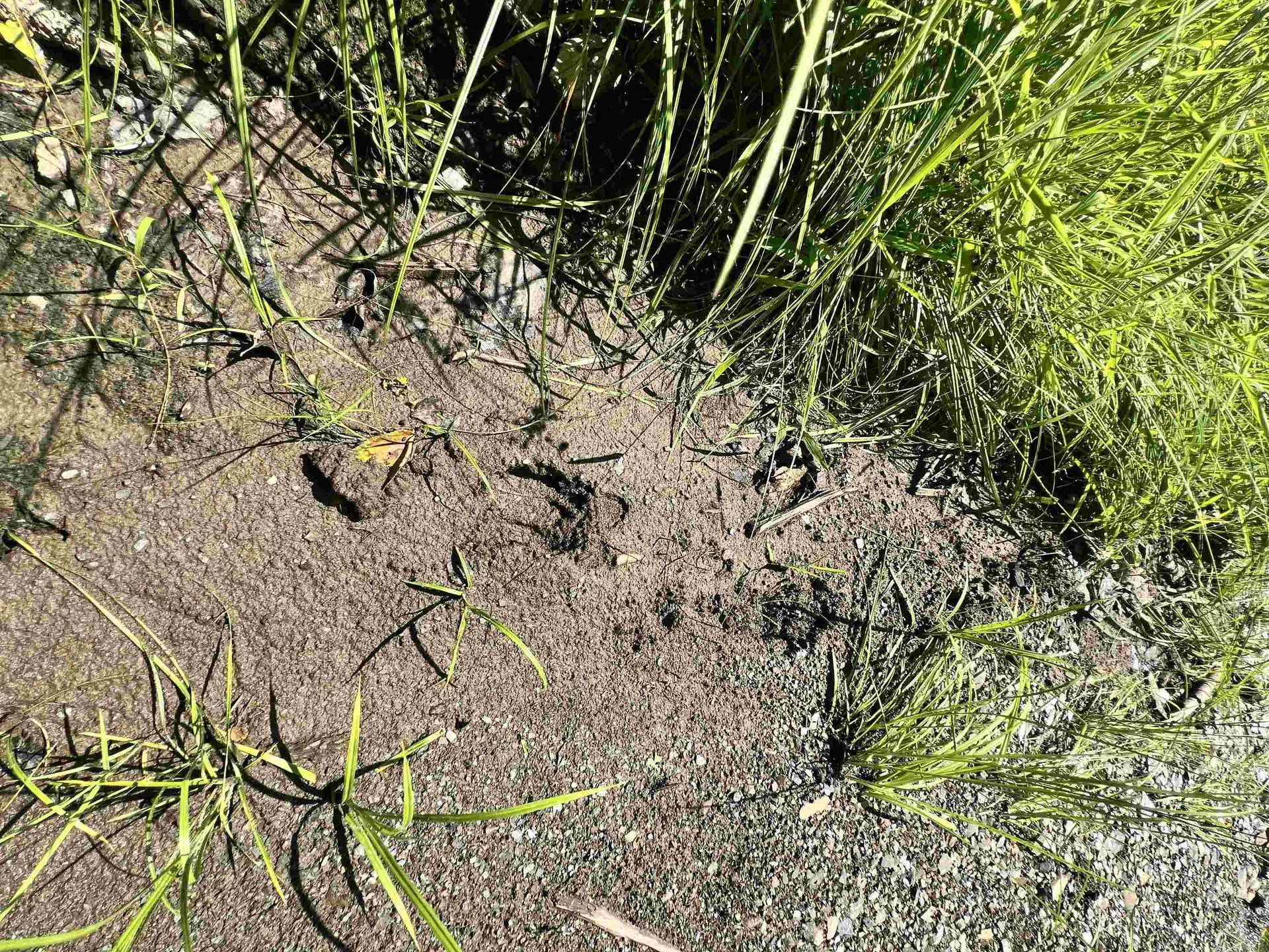 - Denio Road Barnet VT 05821