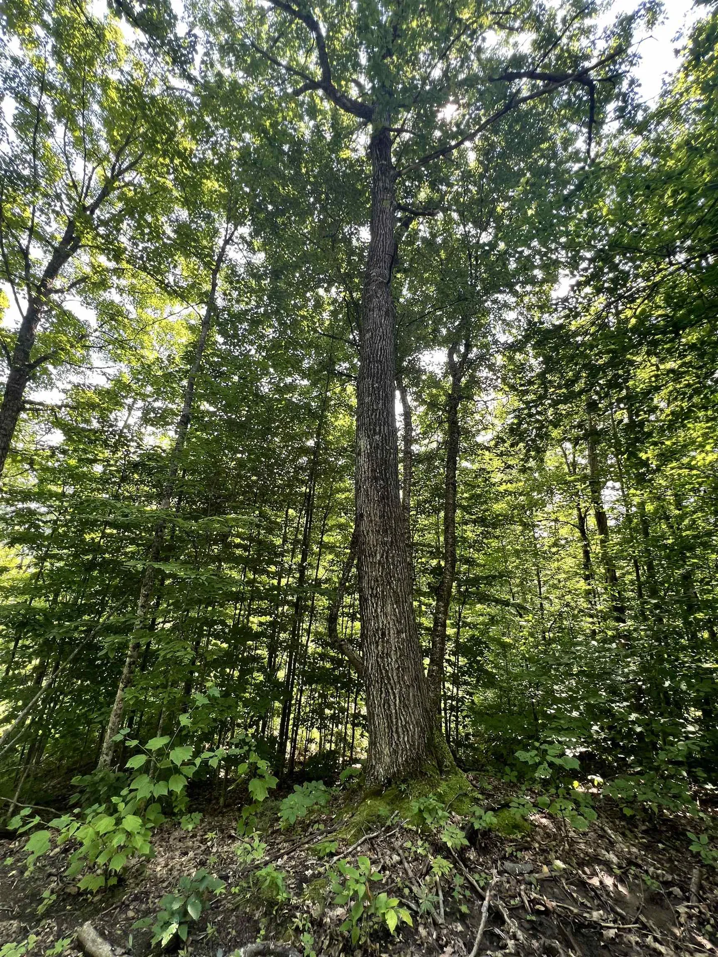 - Denio Road Barnet VT 05821