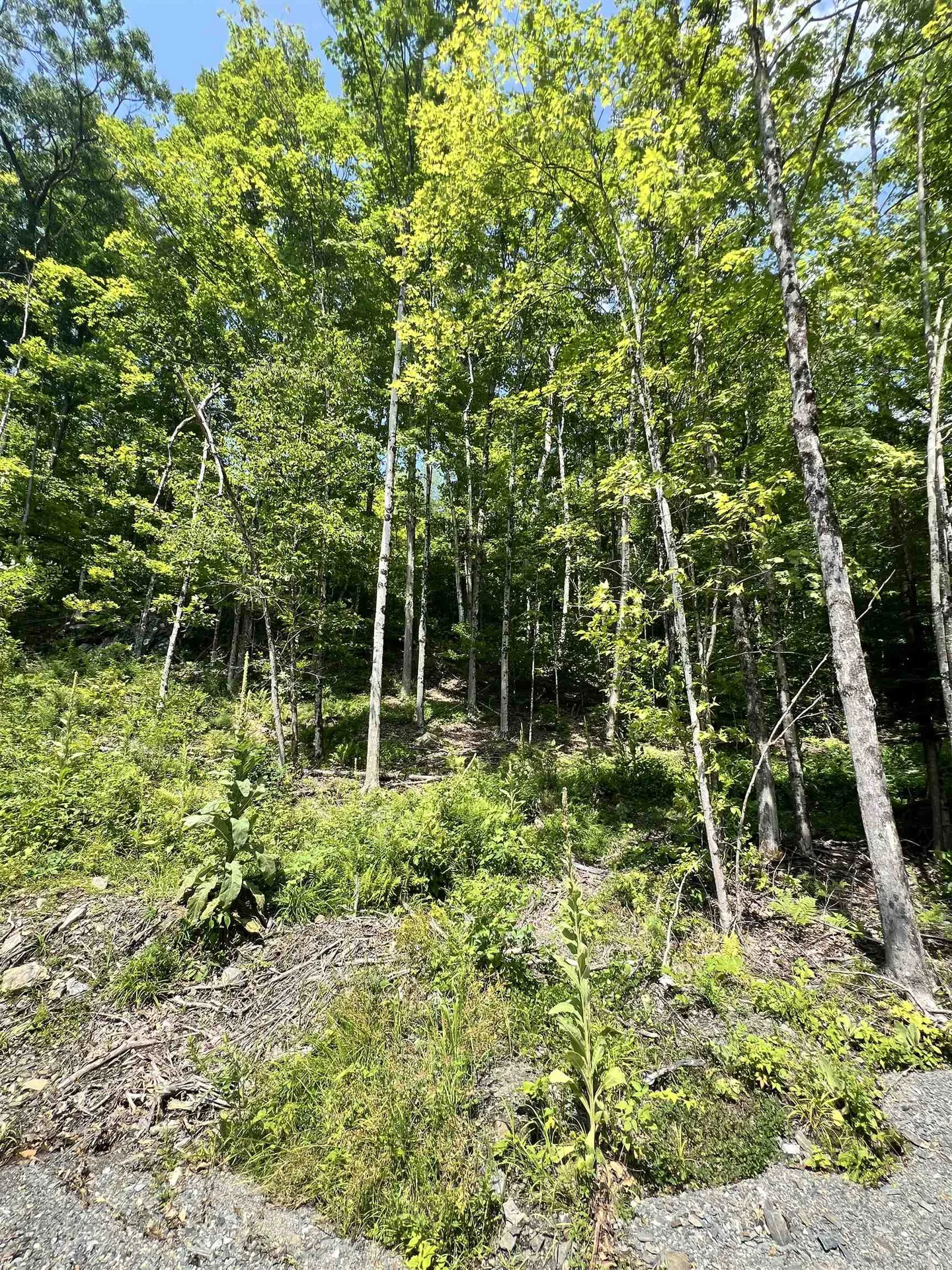 - Denio Road Barnet VT 05821