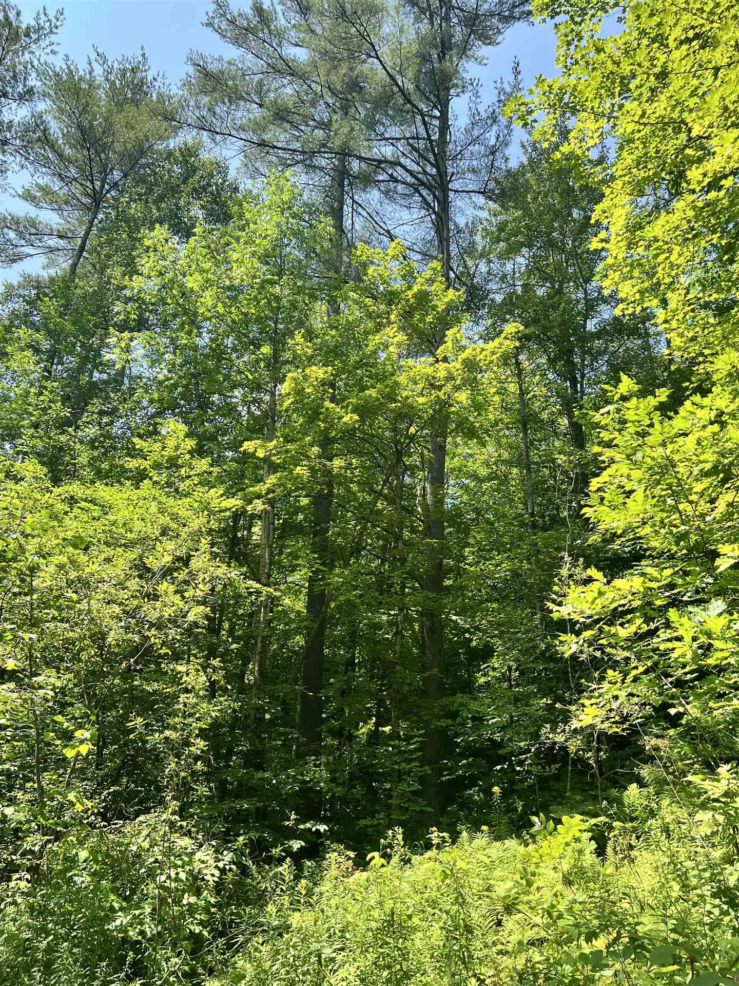 - Denio Road Barnet VT 05821