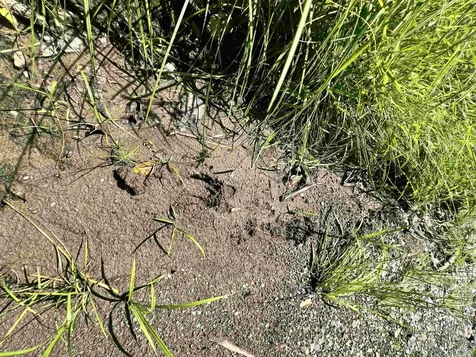 - Denio Road Barnet VT 05821