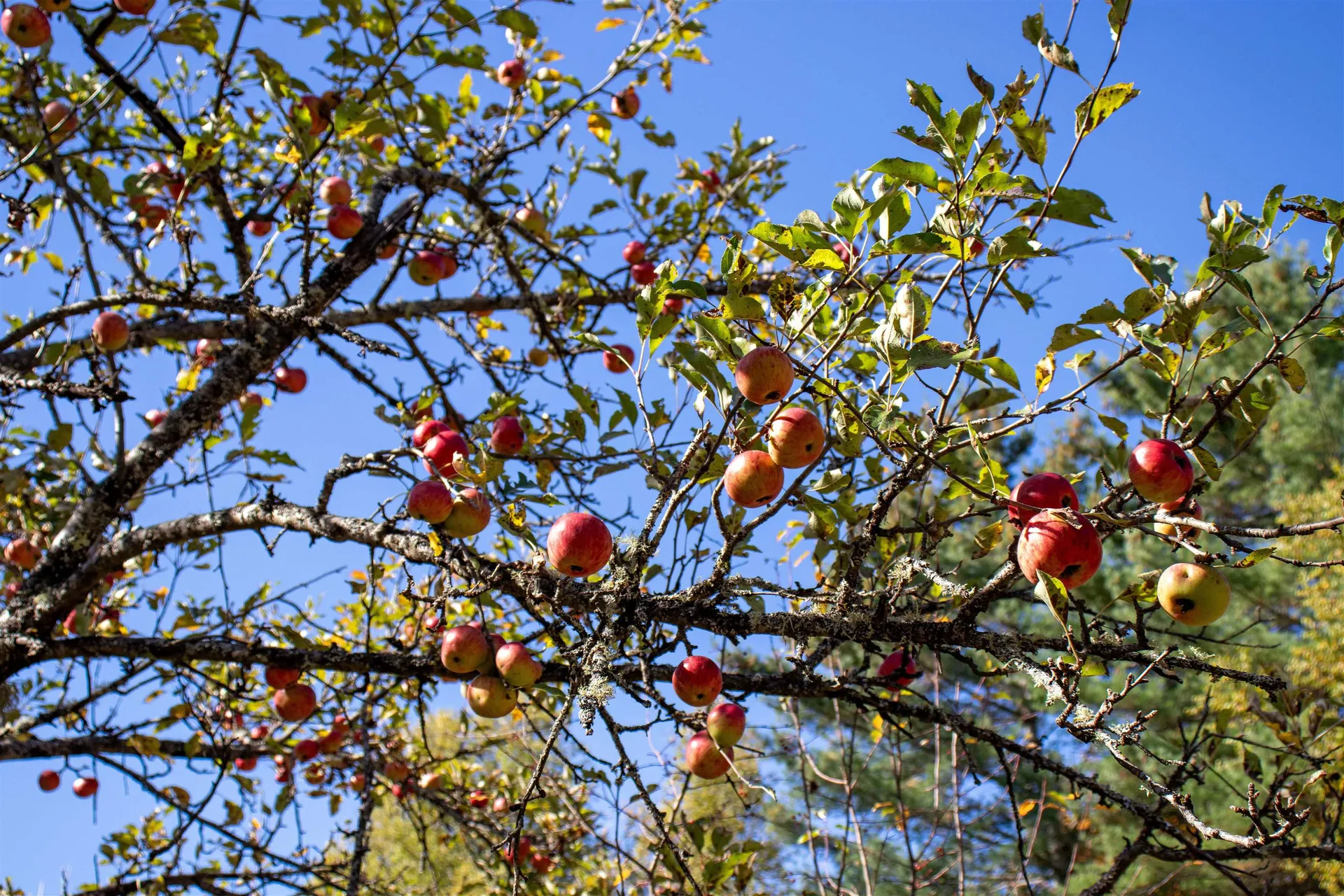 91 Venheim Road Lunenburg VT 05906