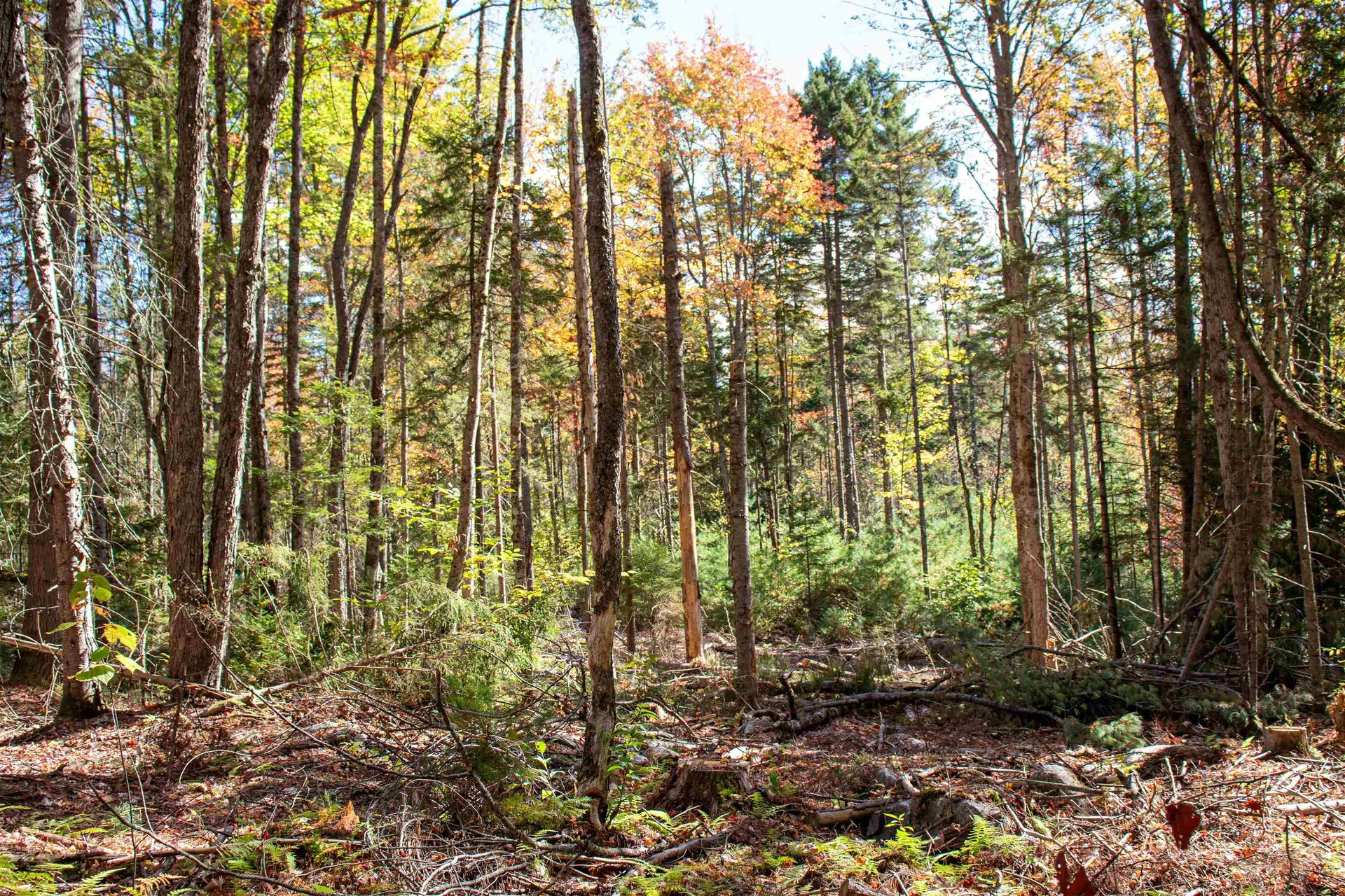 91 Venheim Road Lunenburg VT 05906