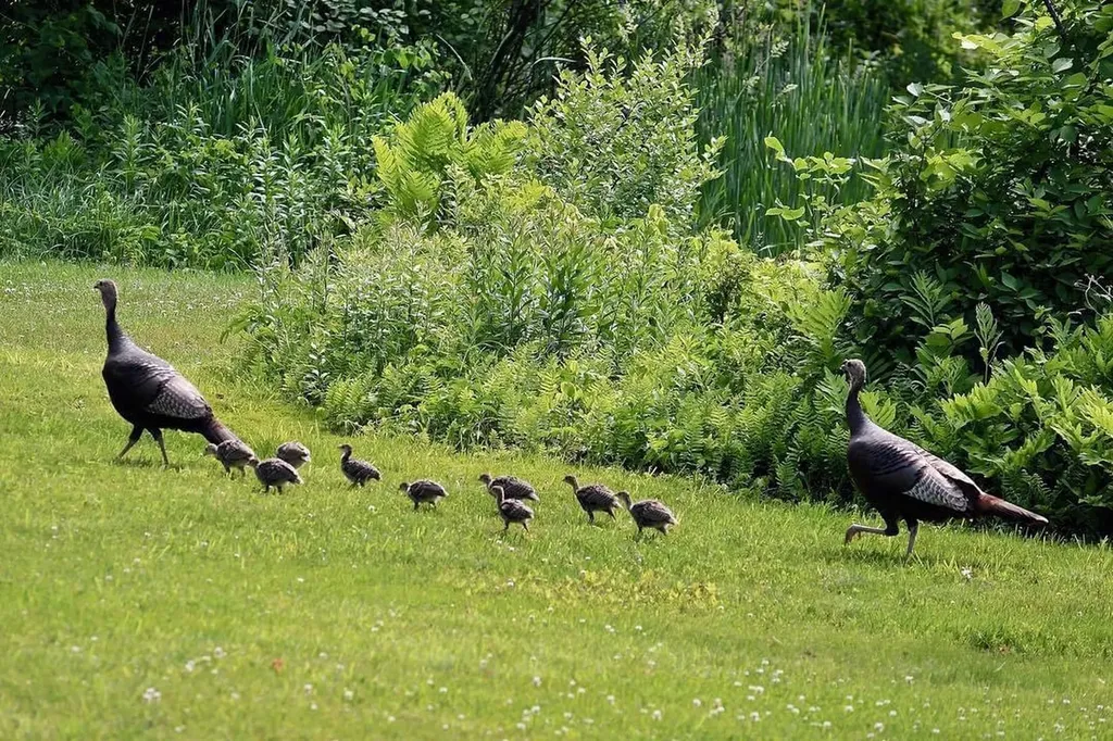 216 North Road Candia NH 03034