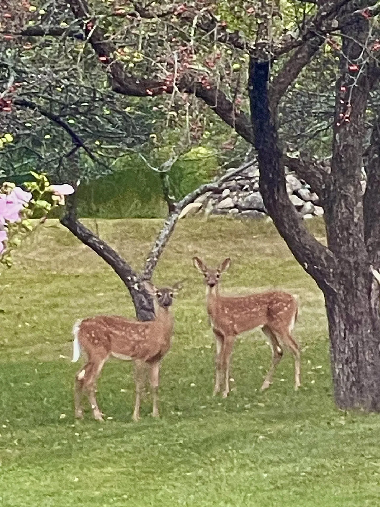 216 North Road Candia NH 03034