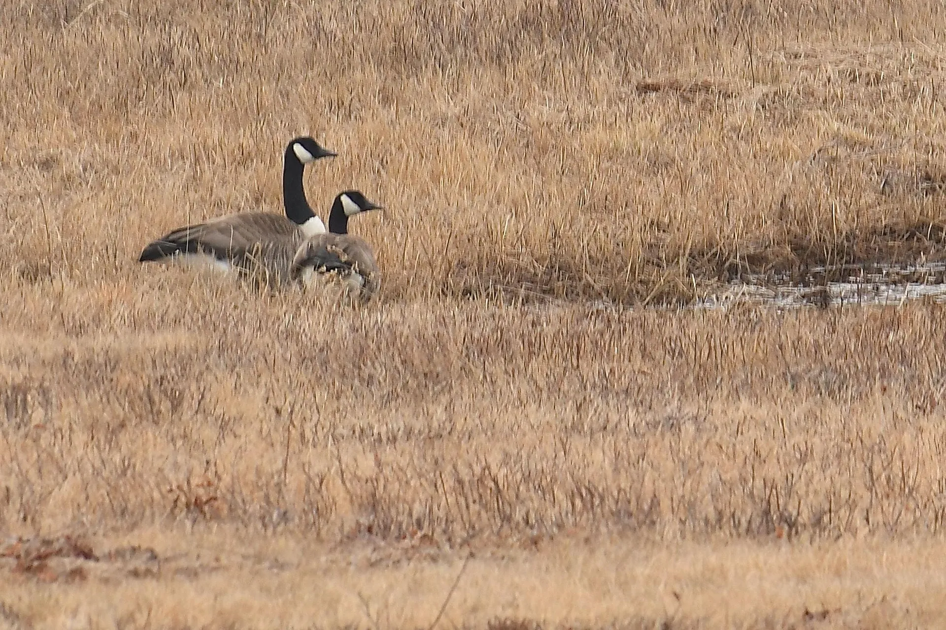 216 North Road Candia NH 03034