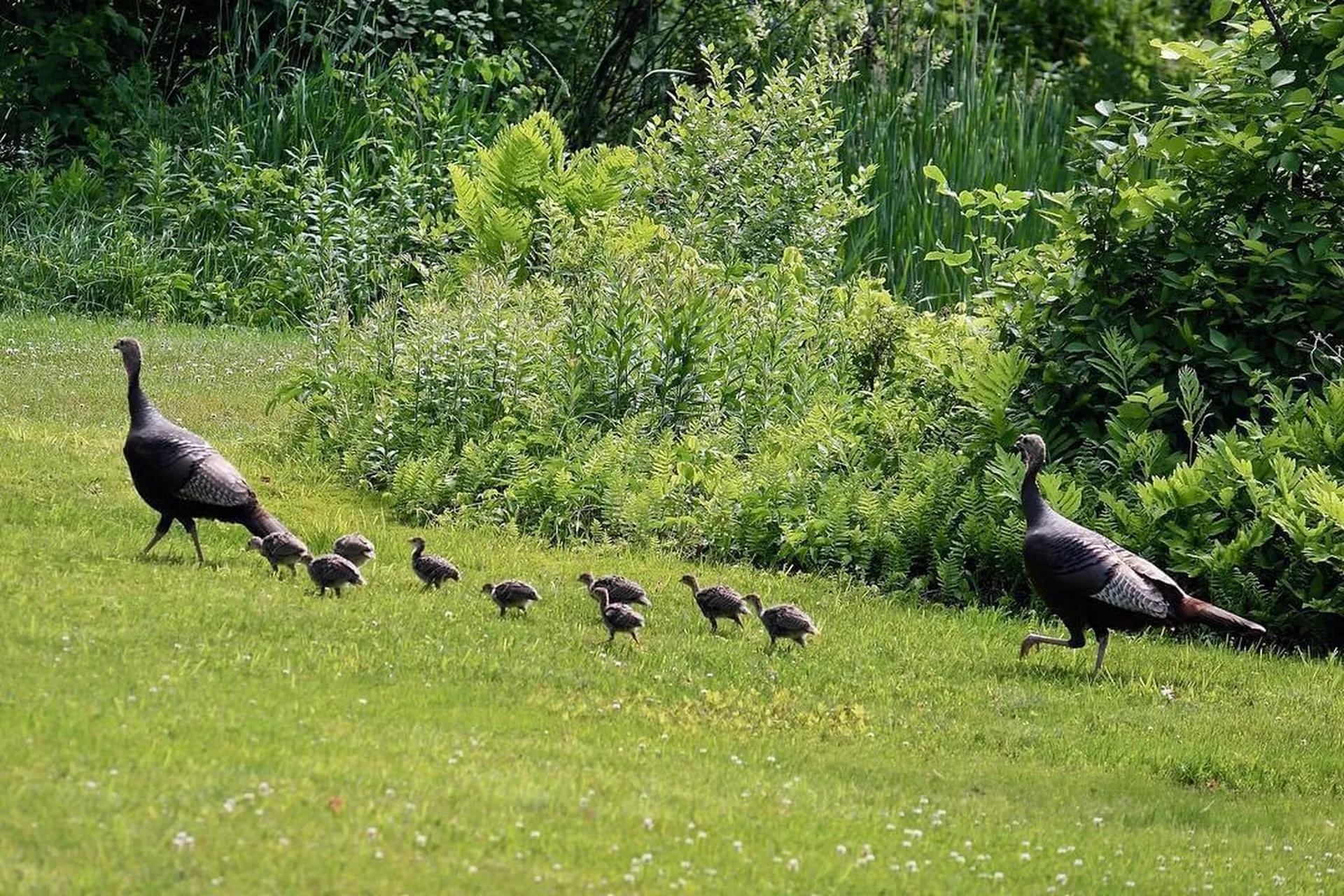 216 North Road Candia NH 03034