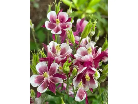 17 Westward Drive Burlington VT 05408