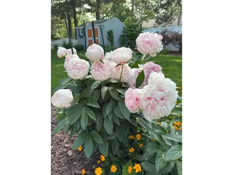 17 Westward Drive Burlington VT 05408