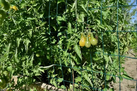 166 Horseshoe Circle Milton VT 05468