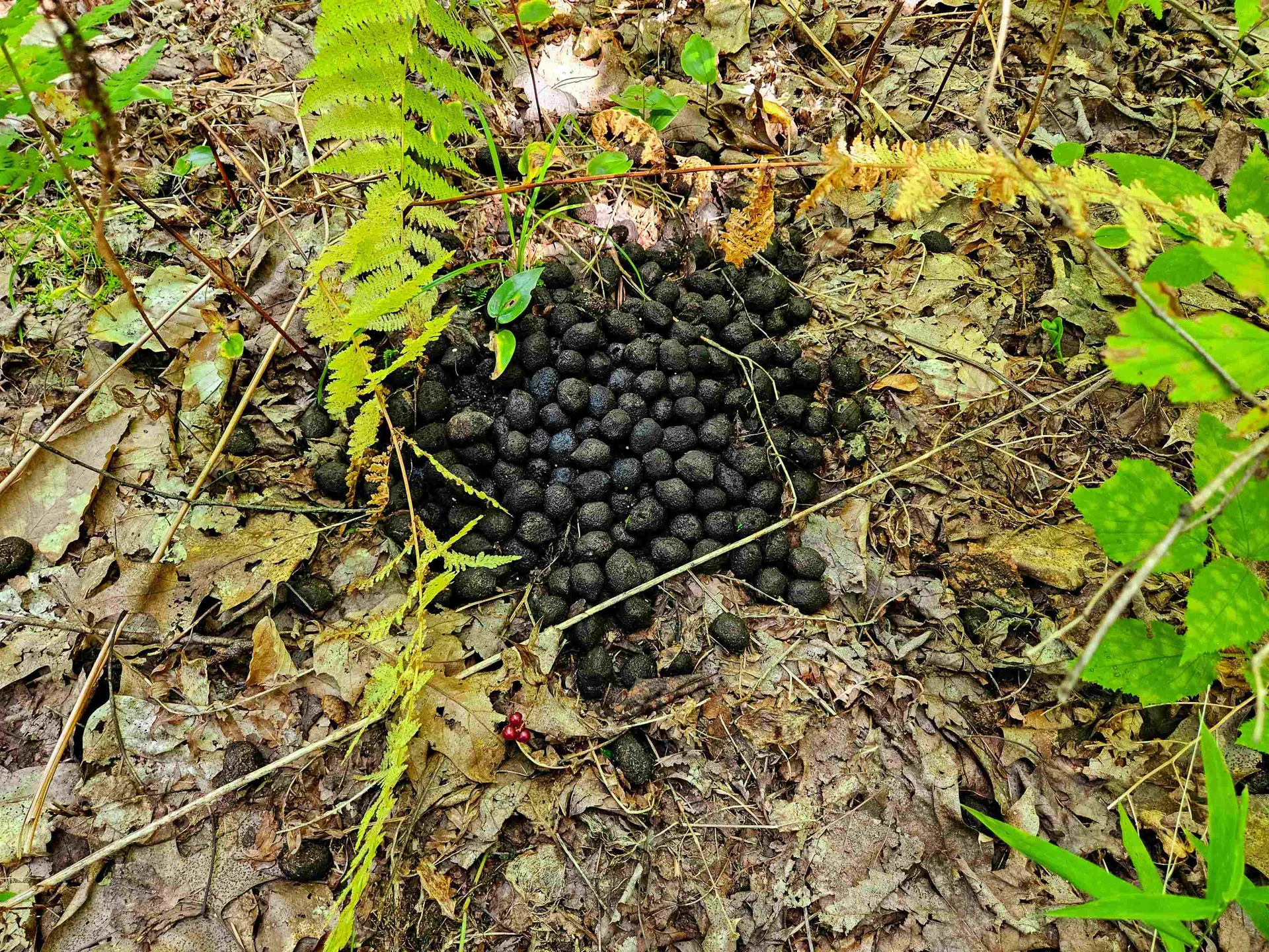 522 Mount Misery Road Littleton NH 03561