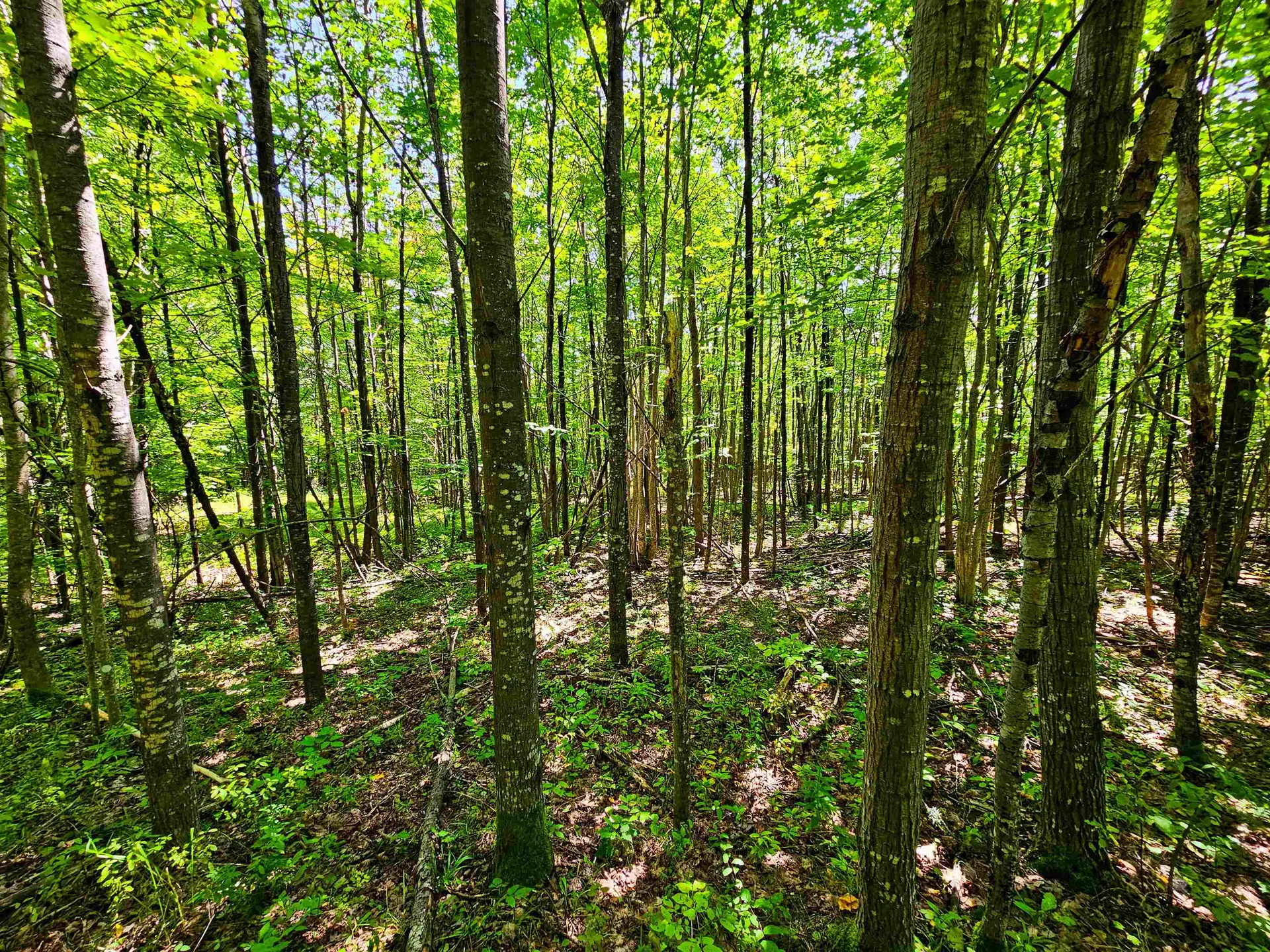 522 Mount Misery Road Littleton NH 03561