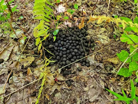 522 Mount Misery Road Littleton NH 03561