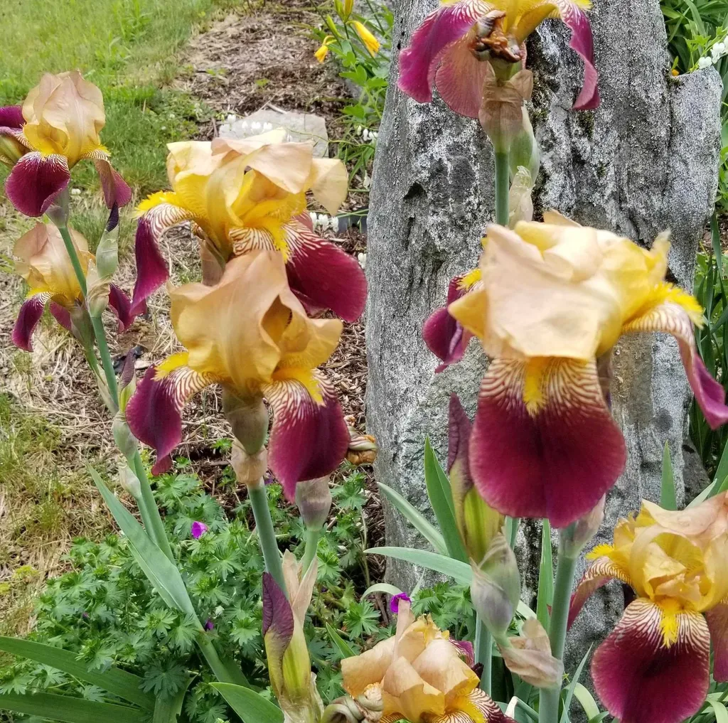 1452 Tyson Road Reading VT 05062