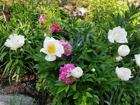 1452 Tyson Road Reading VT 05062