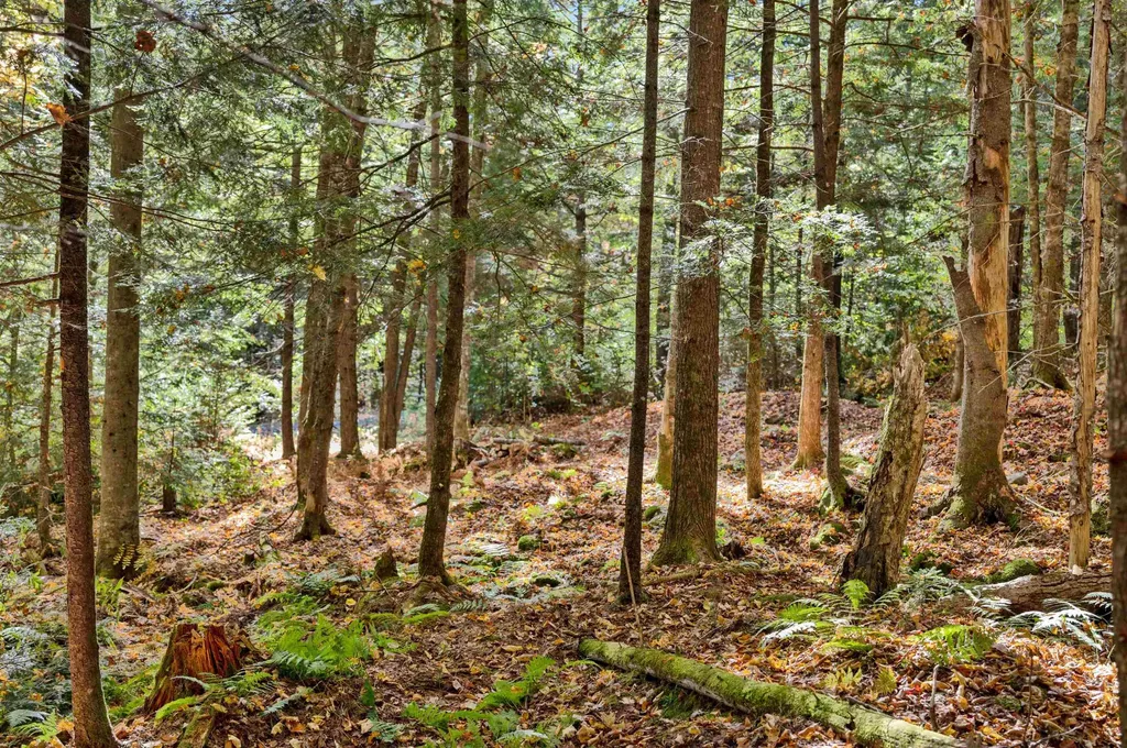 442 Vt Route 12 Middlesex VT 05602