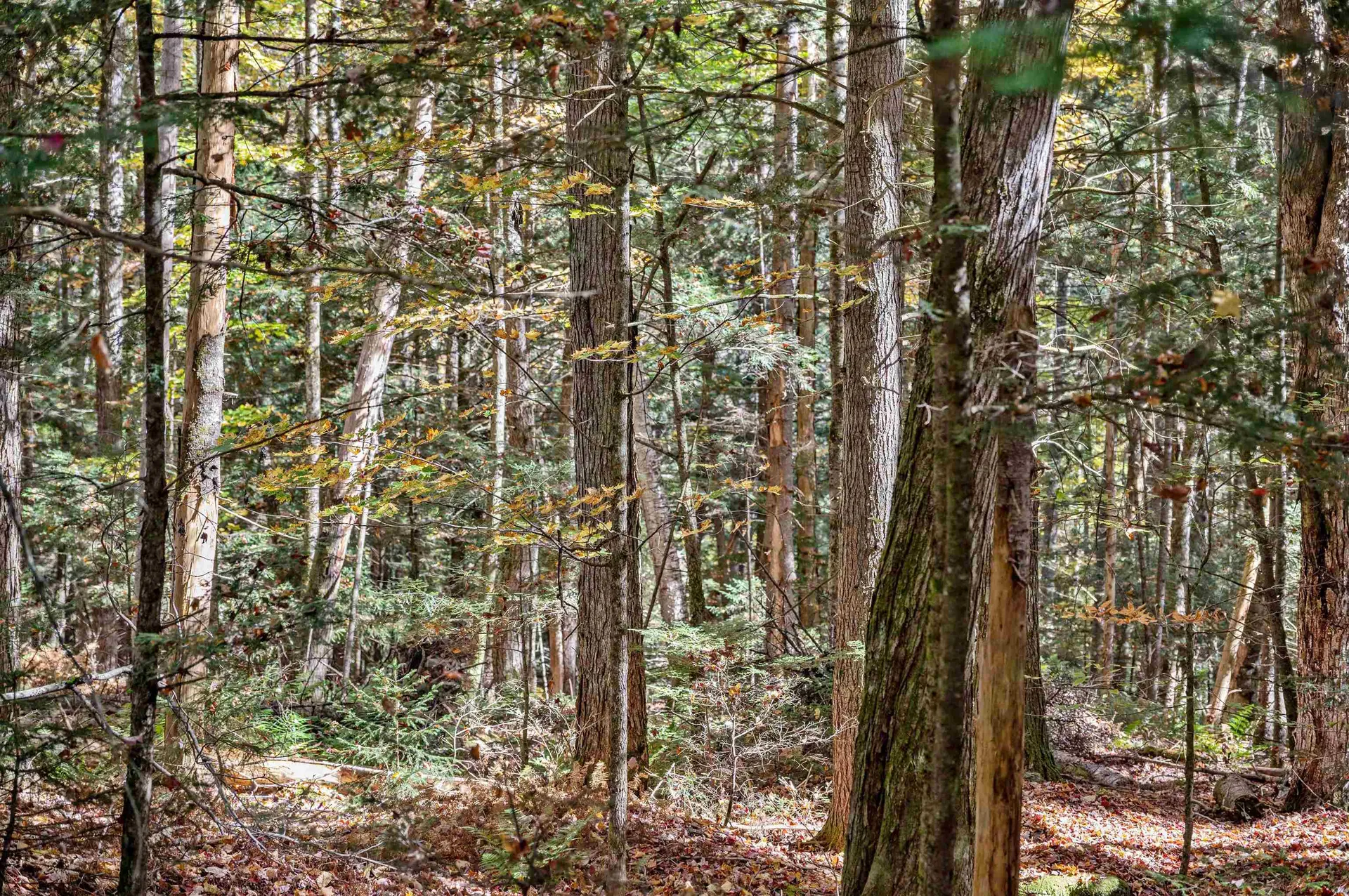 442 Vt Route 12 Middlesex VT 05602