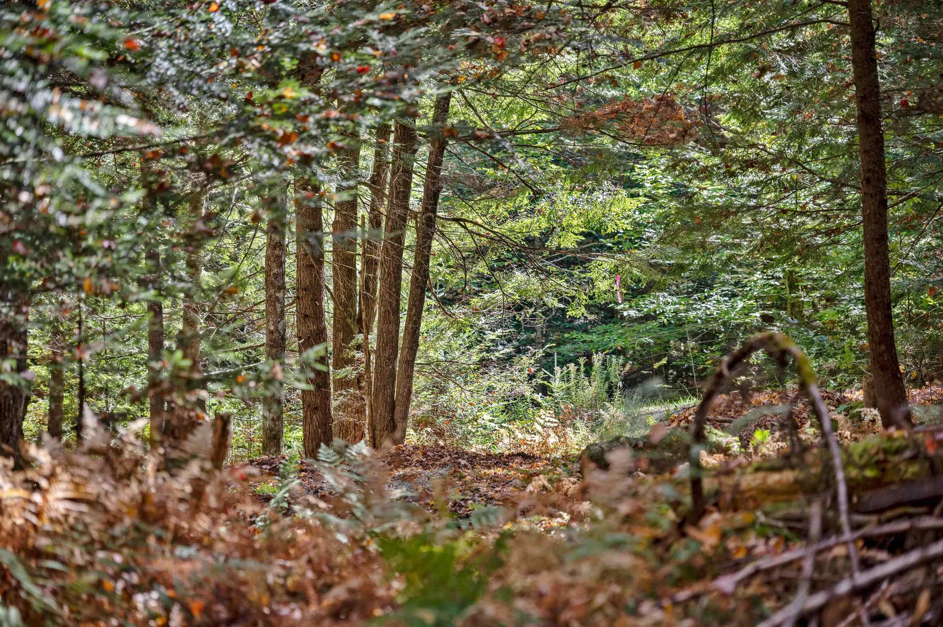 442 Vt Route 12 Middlesex VT 05602