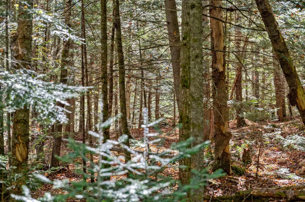 442 Vt Route 12 Middlesex VT 05602