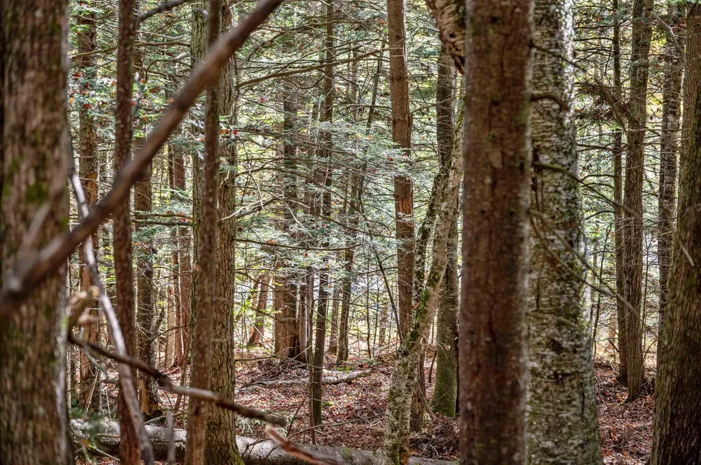 442 Vt Route 12 Middlesex VT 05602