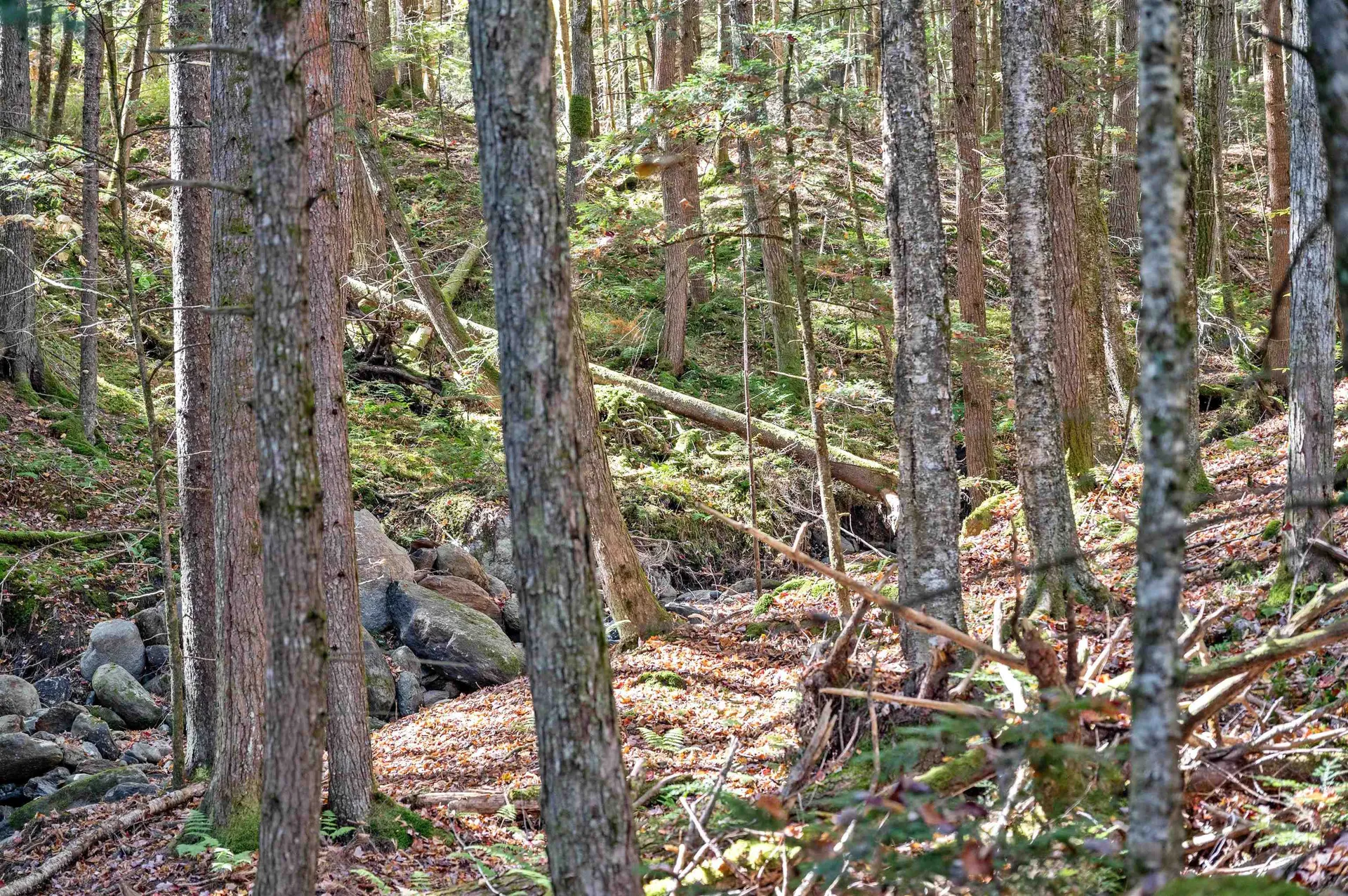 442 Vt Route 12 Middlesex VT 05602