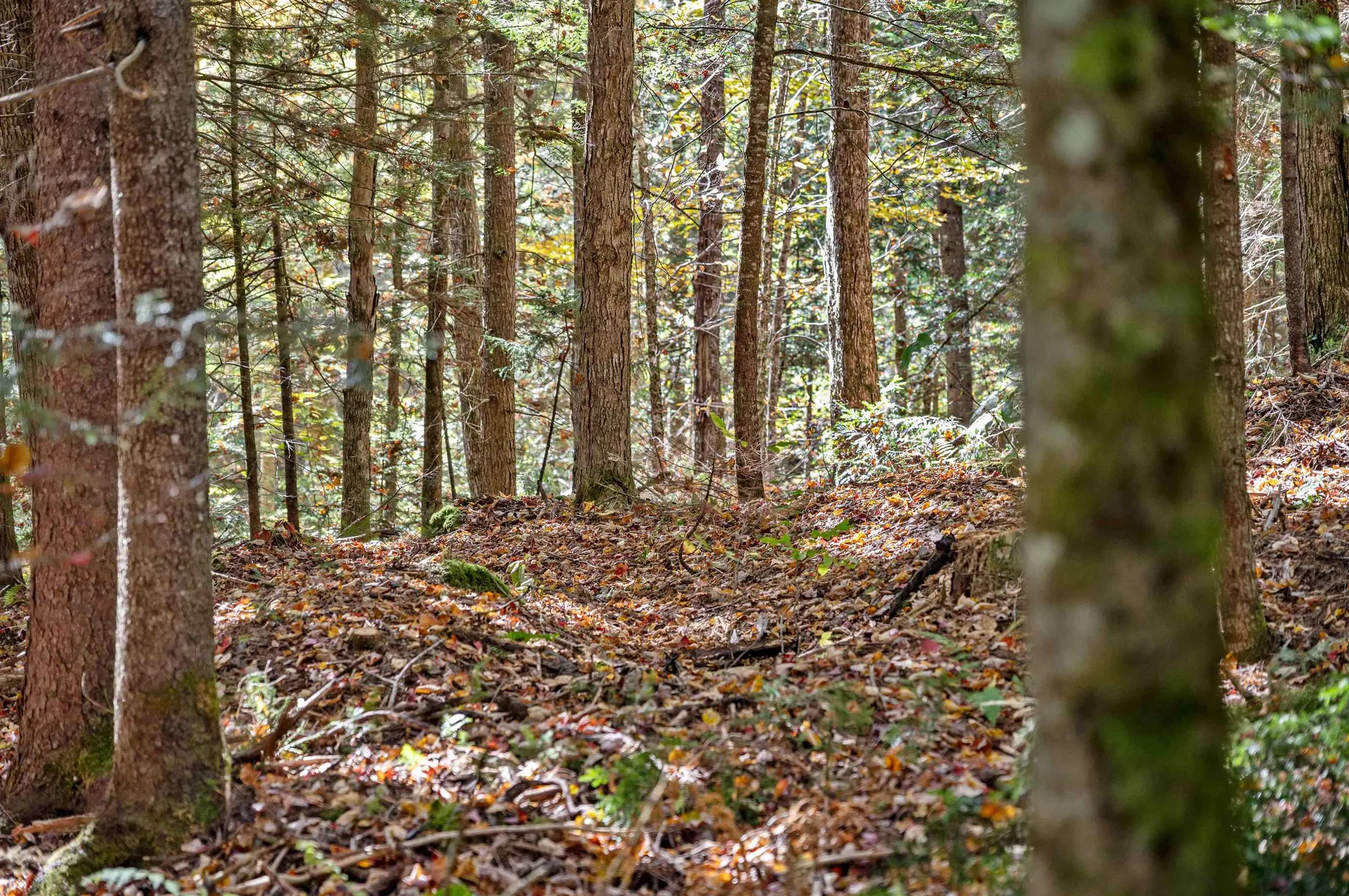 442 Vt Route 12 Middlesex VT 05602