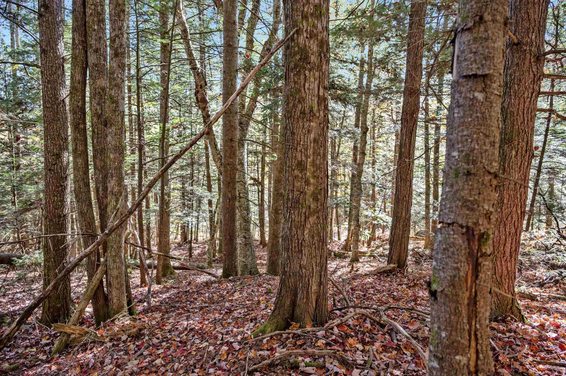 442 Vt Route 12 Middlesex VT 05602