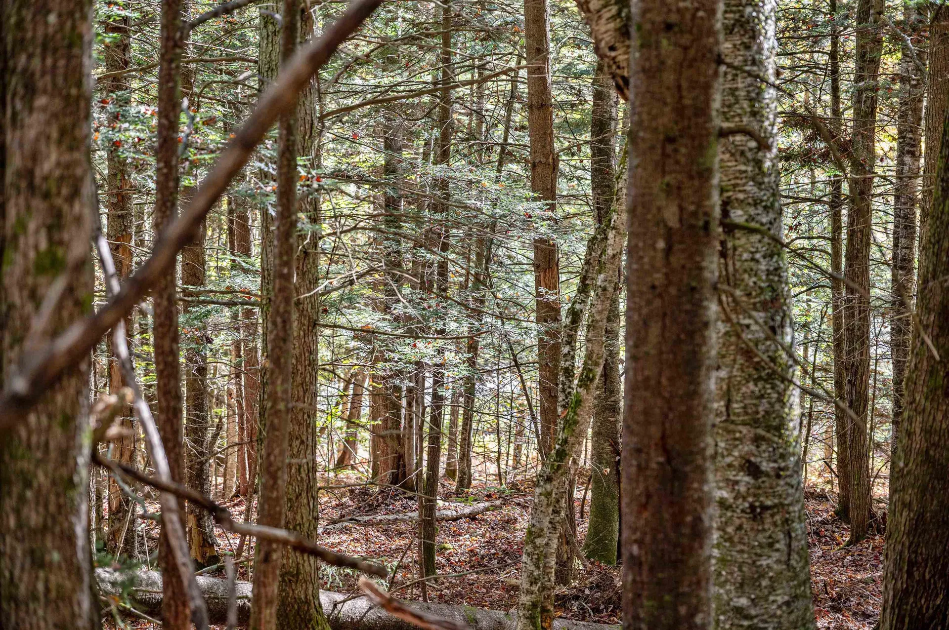 442 Vt Route 12 Middlesex VT 05602