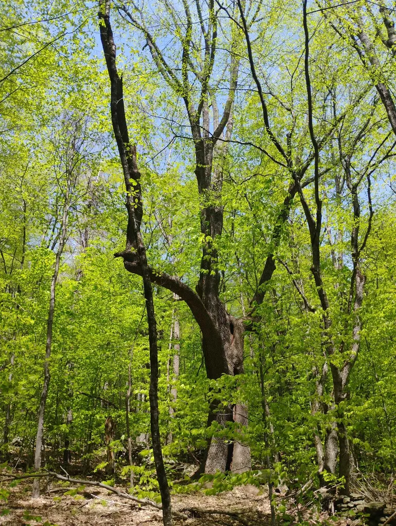 0 Taft Road Townshend VT 05353