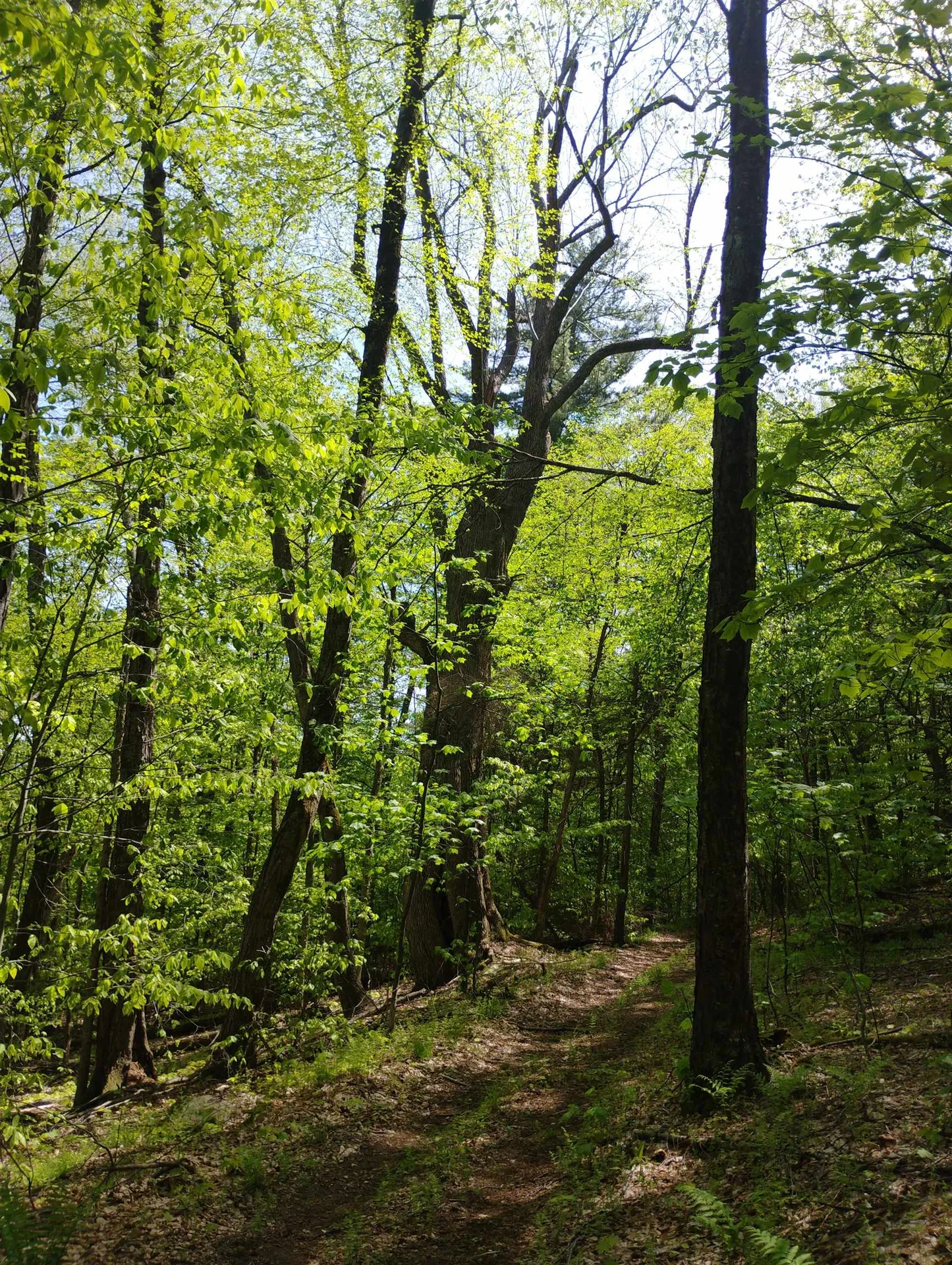 0 Taft Road Townshend VT 05353