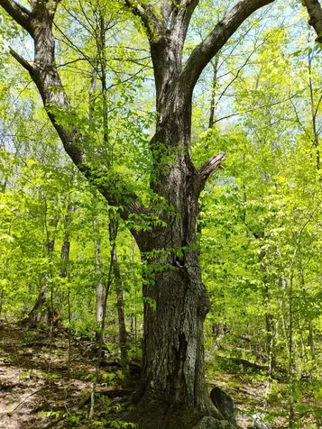 0 Taft Road Townshend VT 05353