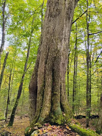 0 Taft Road Townshend VT 05353