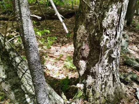 0 Taft Road Townshend VT 05353