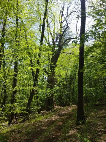 0 Taft Road Townshend VT 05353