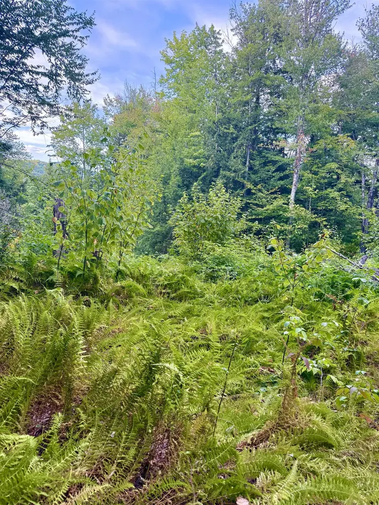 664 Ranney Road Stockbridge VT 05772