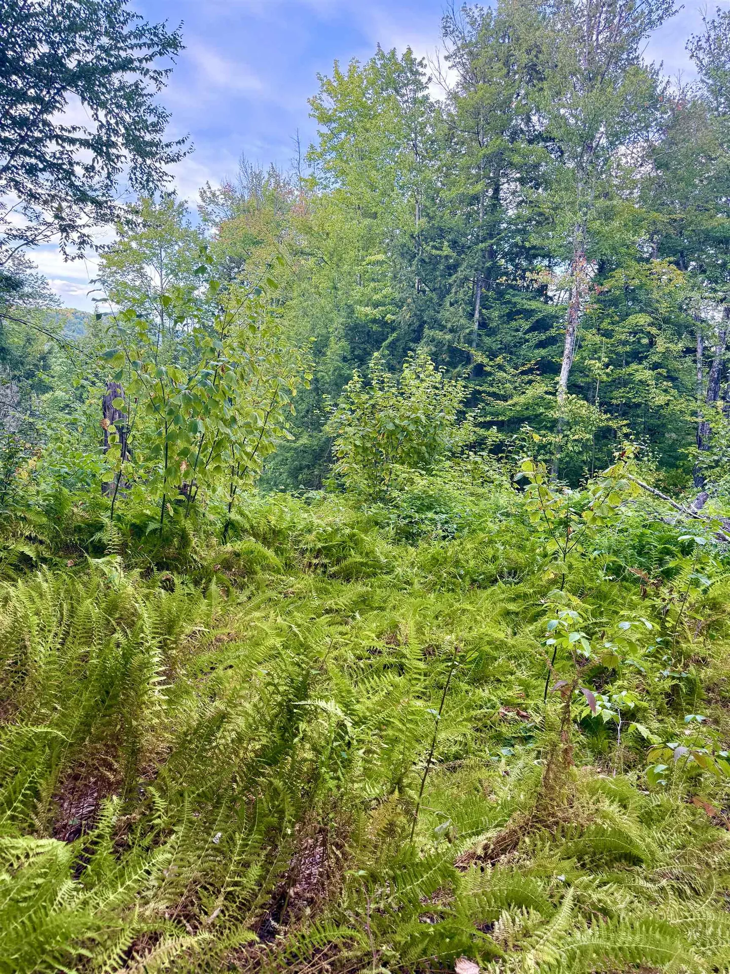 664 Ranney Road Stockbridge VT 05772