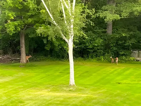 6 On The Common Lyme NH 03768