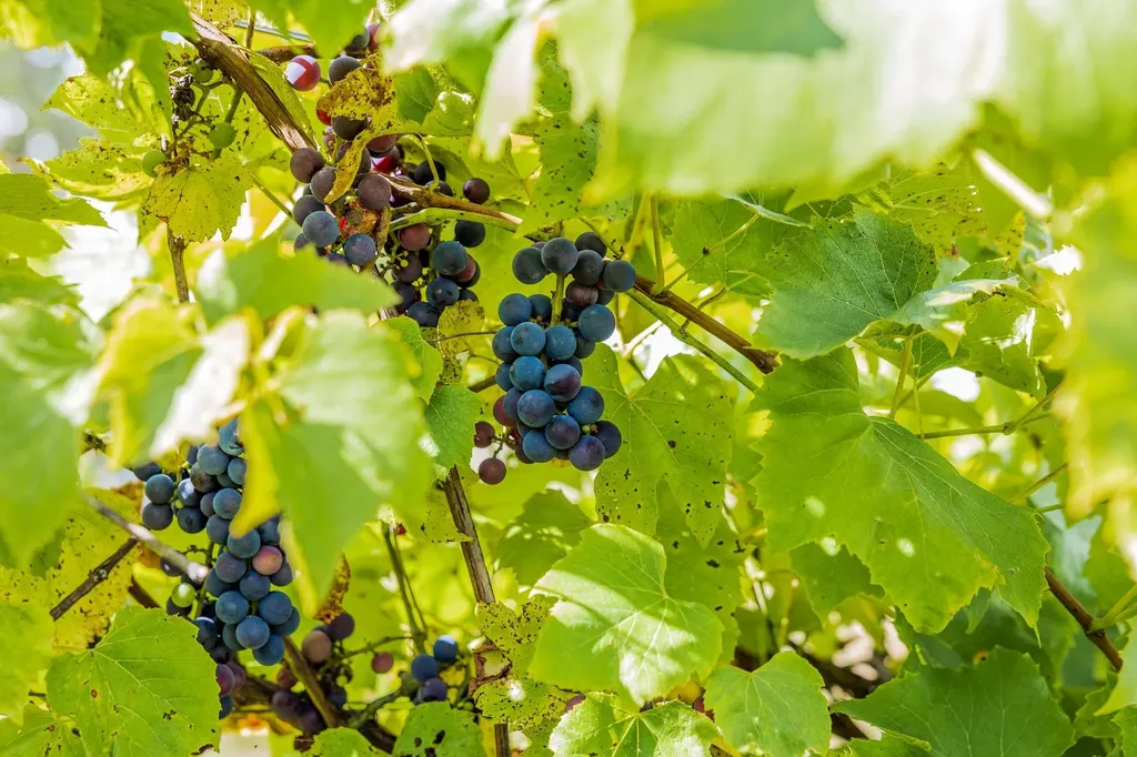 1950 Collins Road Halifax VT 05358