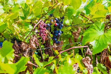 1950 Collins Road Halifax VT 05358