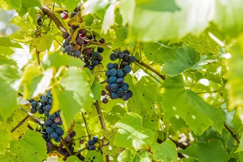 1950 Collins Road Halifax VT 05358