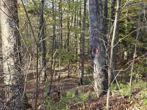 Washburn Road Columbia NH 03576