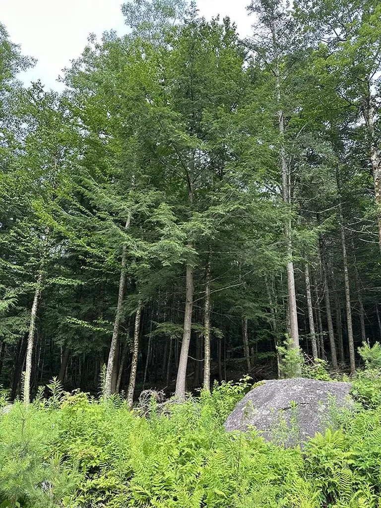 24 Benton Drive Chittenden VT 05737