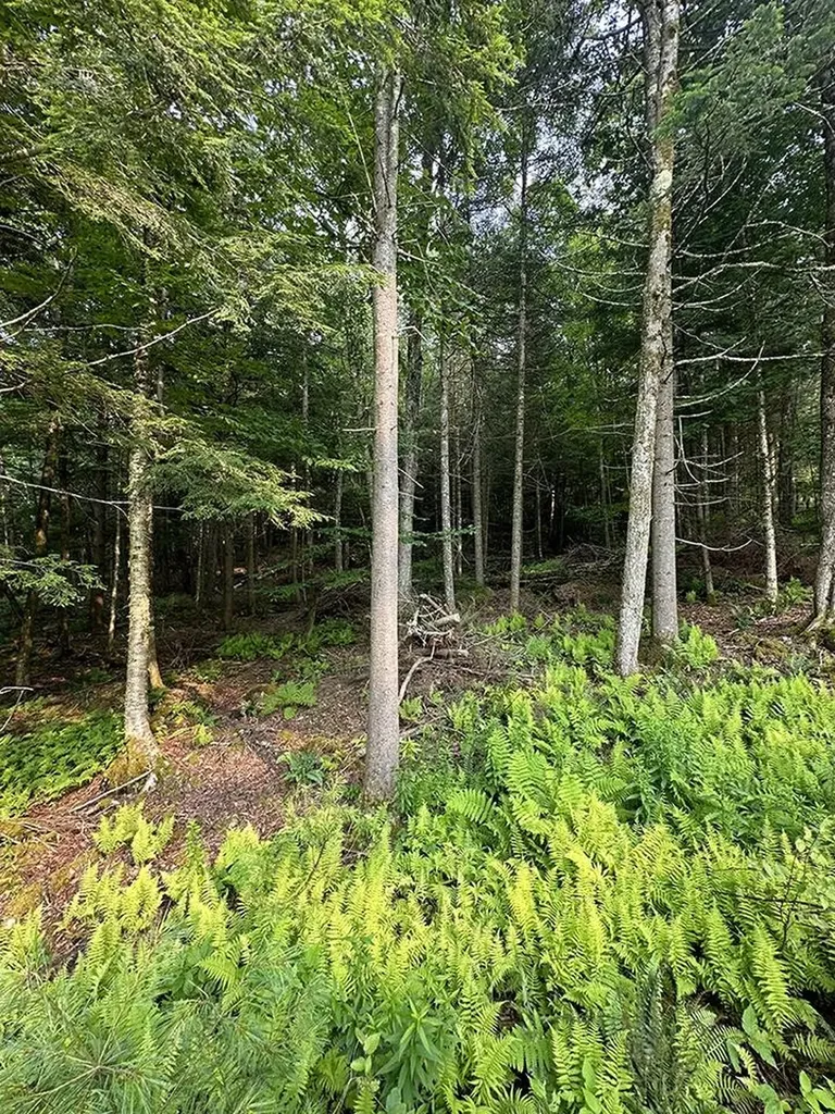 24 Benton Drive Chittenden VT 05737