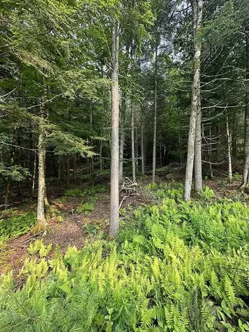 24 Benton Drive Chittenden VT 05737