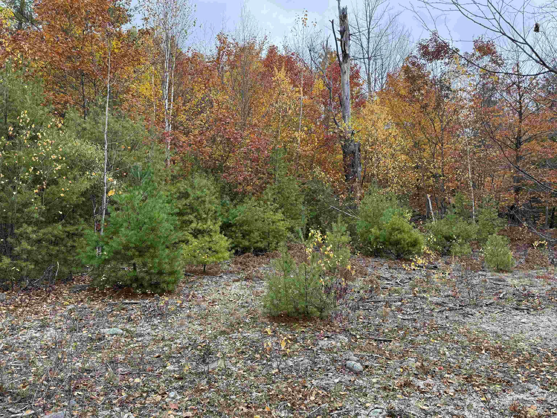 Lots 1 & 2 Hall Road Bristol NH 03222