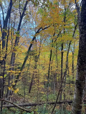 000 Darling Hill Road Lyndon VT 05849