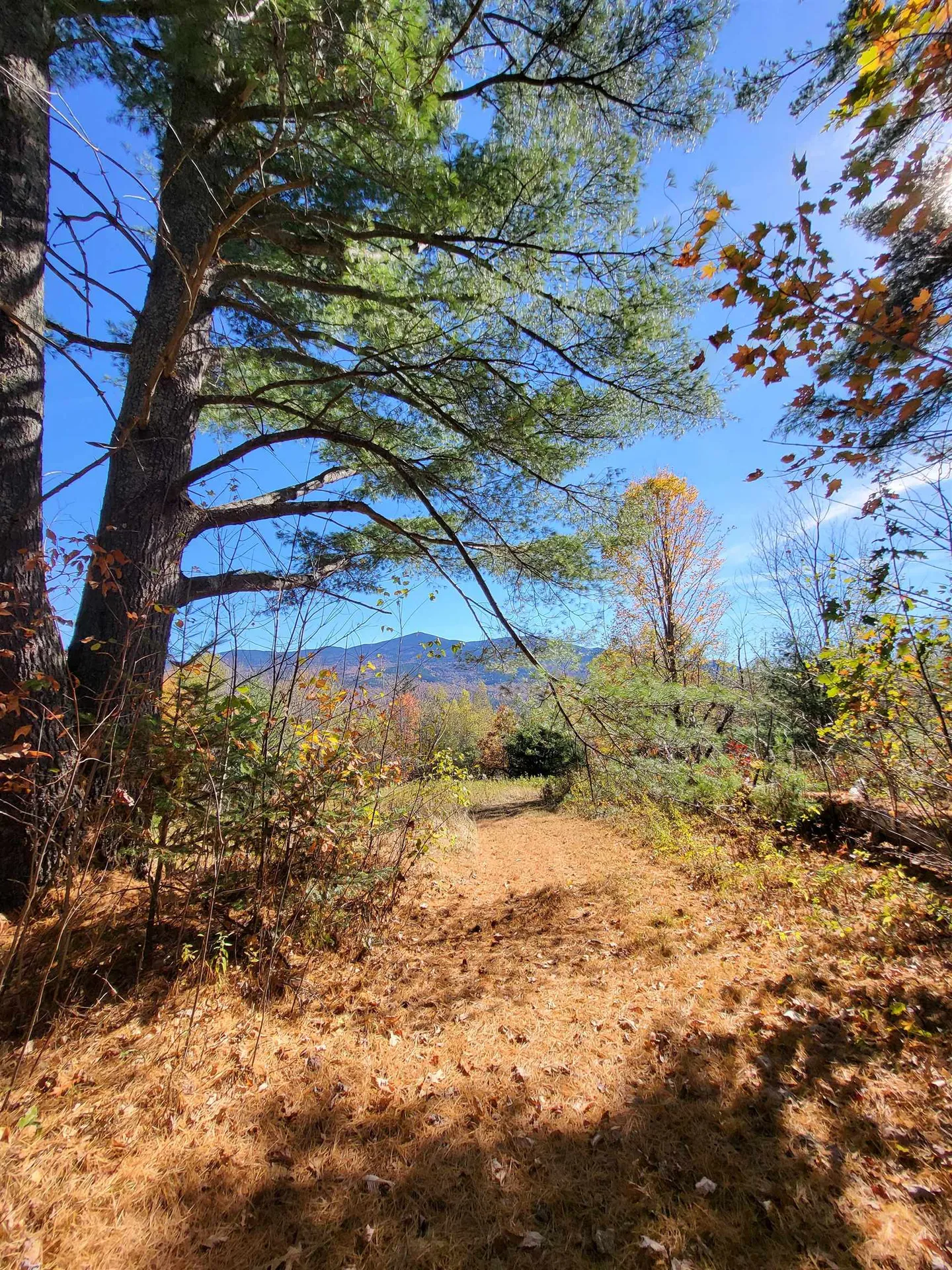 00 Ruskin Road Easton NH 03580