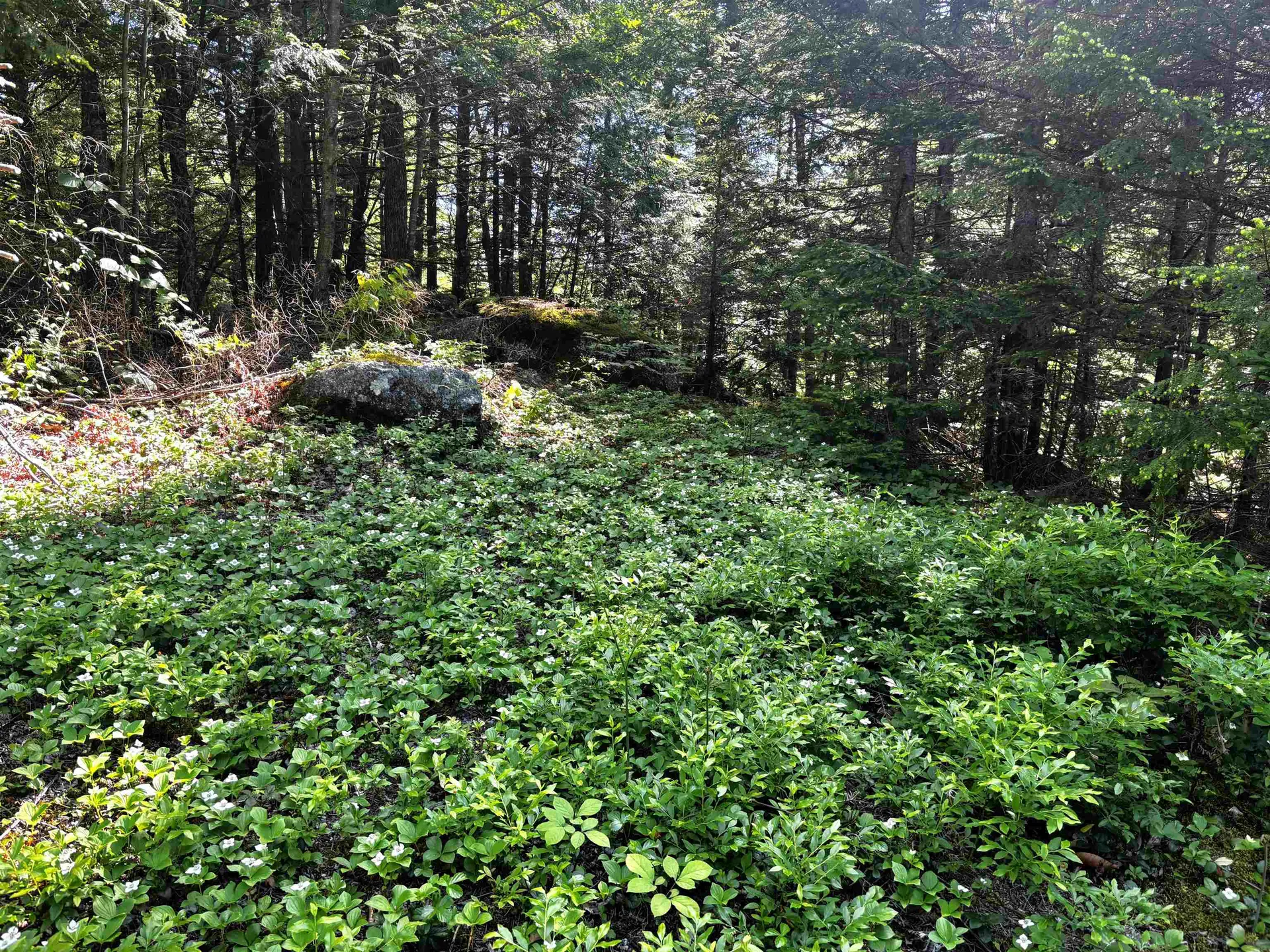 Lot 8 Stonebridge Road Wilmot NH 03287