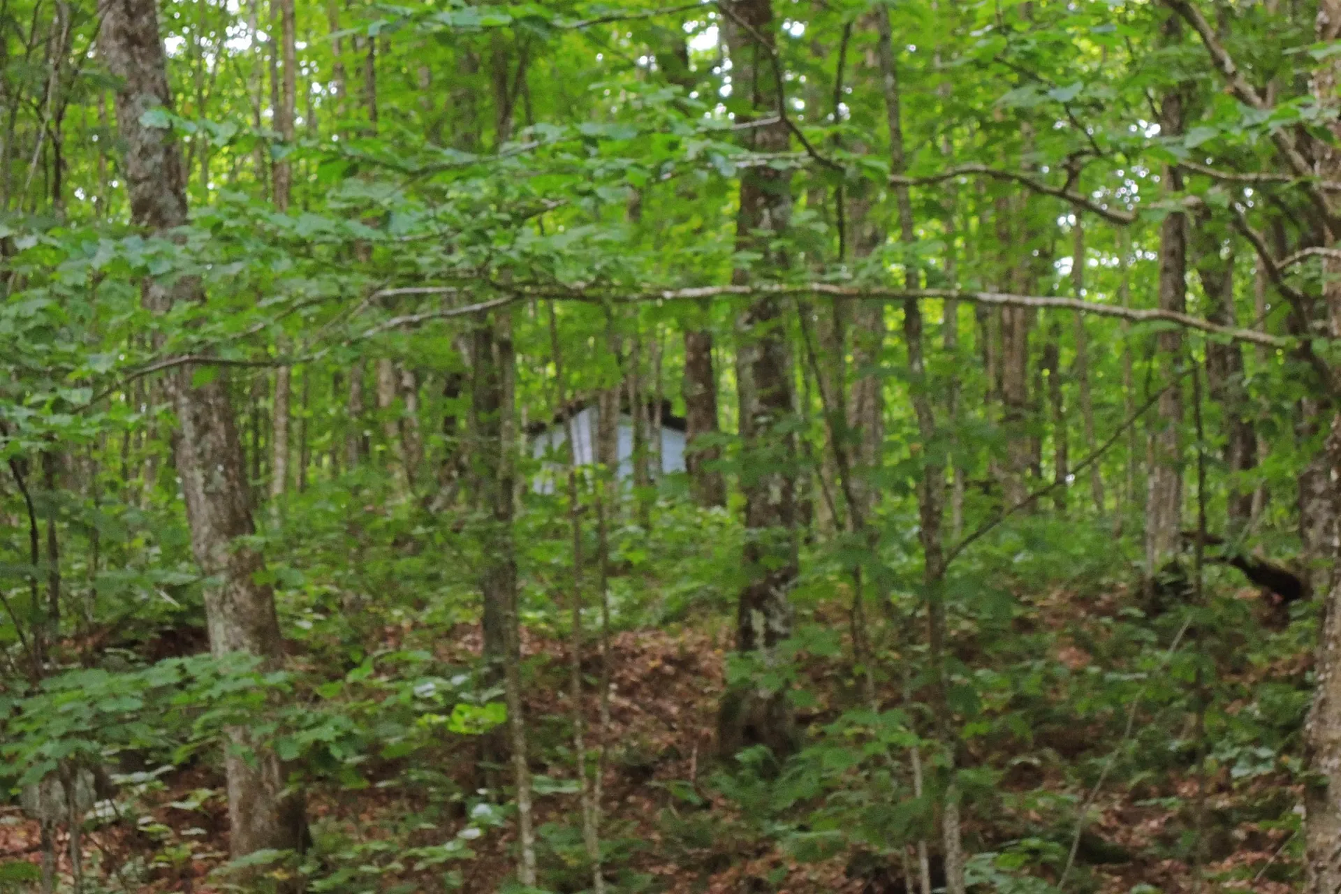 3383 I.p. Road Morgan VT 05853