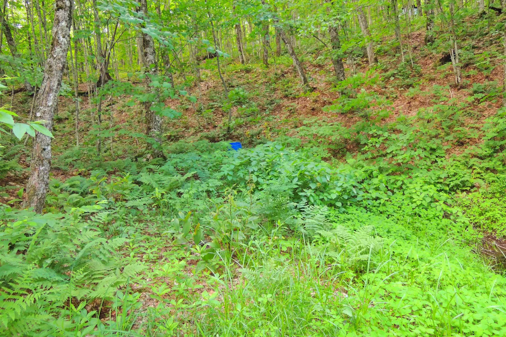 3383 I.p. Road Morgan VT 05853